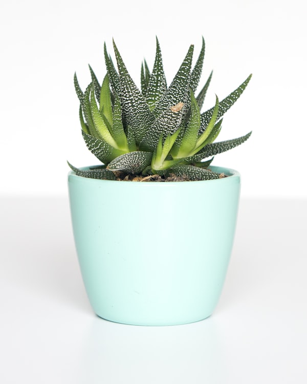 A potted succulent on a guest’s gift list
